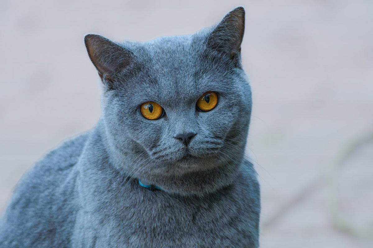 10 of the Most Beautiful Cat Breeds in the World